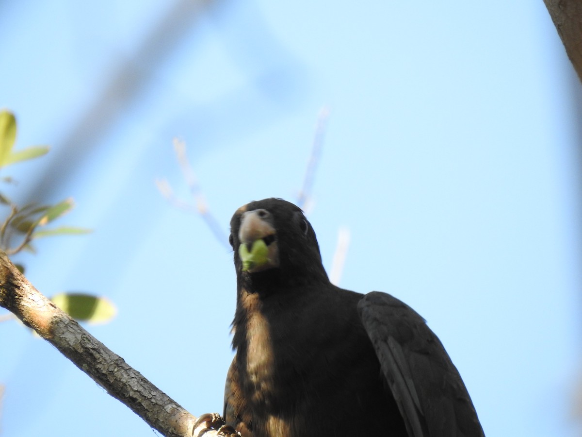 Greater Vasa Parrot - ML639703113
