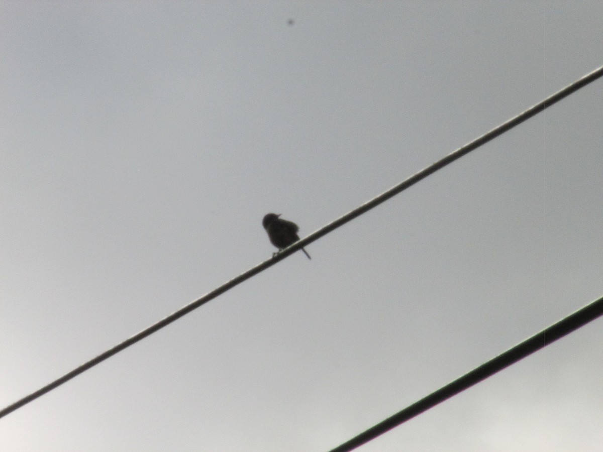 Трав'янка чорноголова - ML639703175