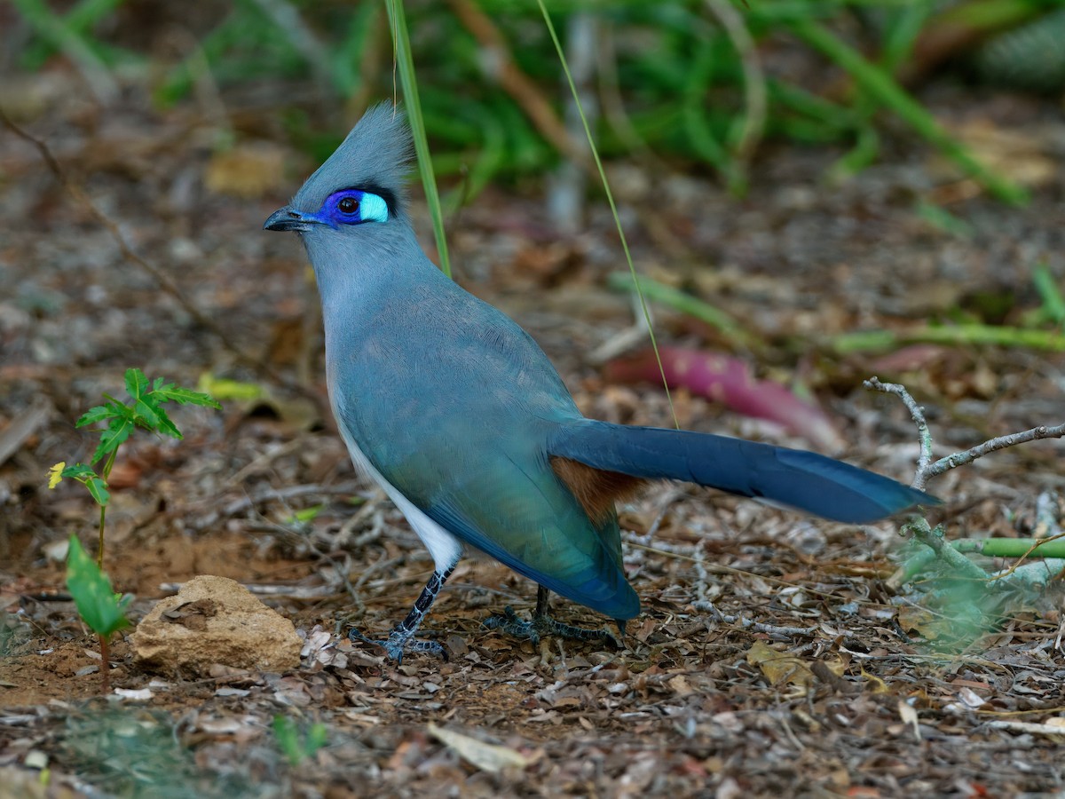 Crested Coua - ML639703226