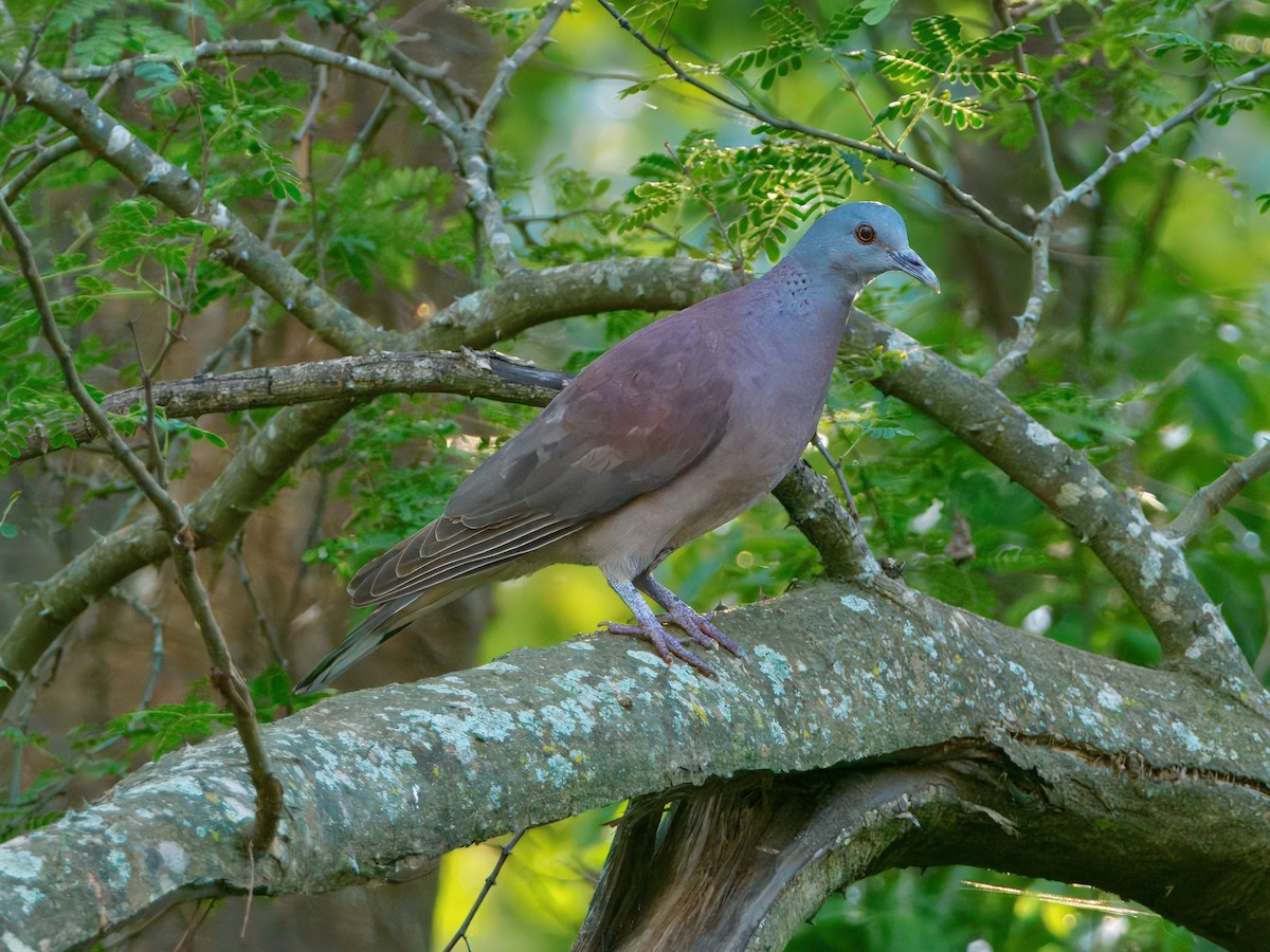 Malagasy Turtle-Dove - ML639703227