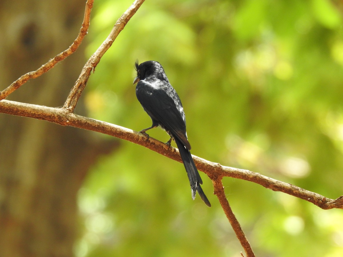Crested Drongo - ML639703244