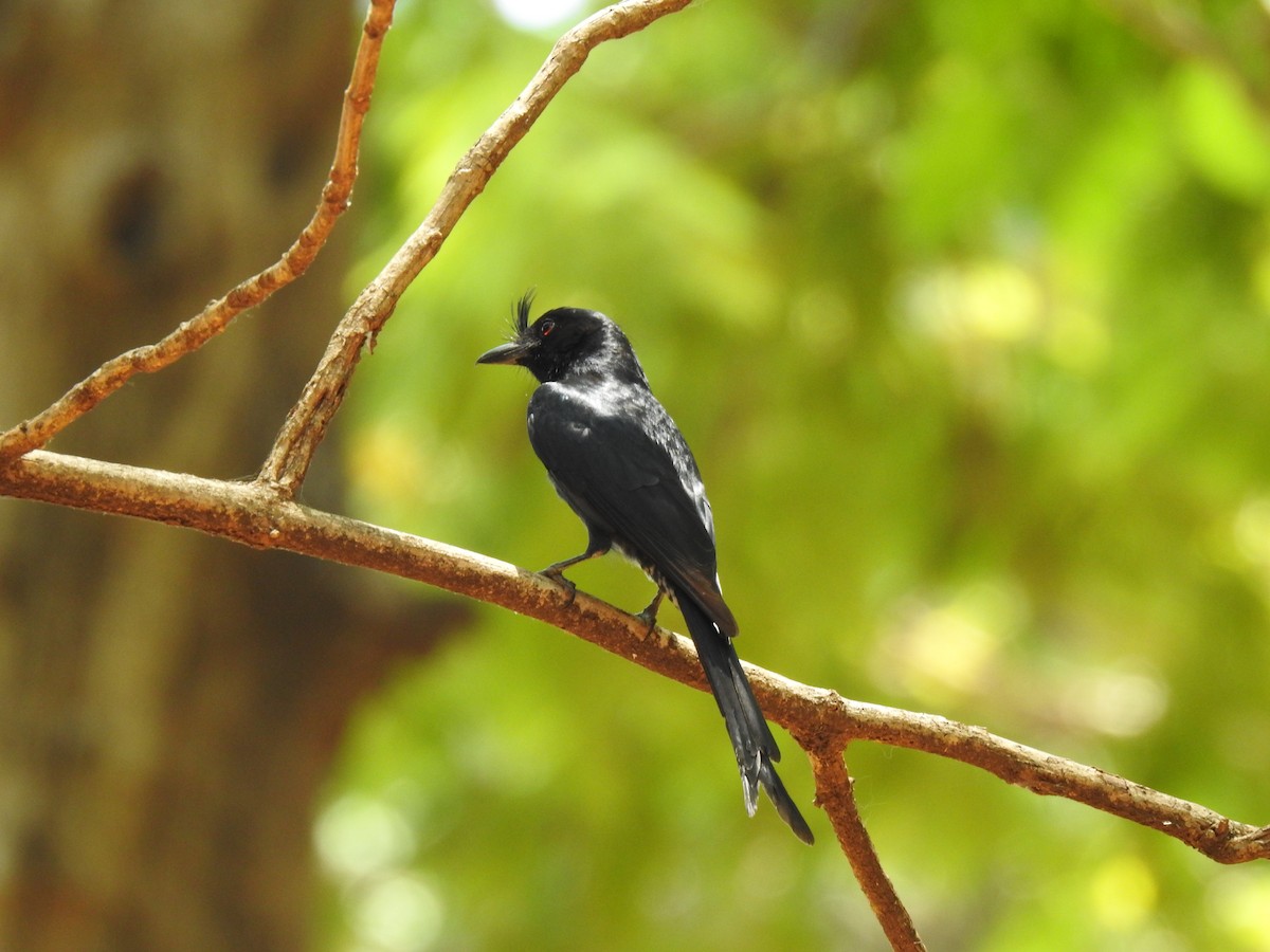 Crested Drongo - ML639703245