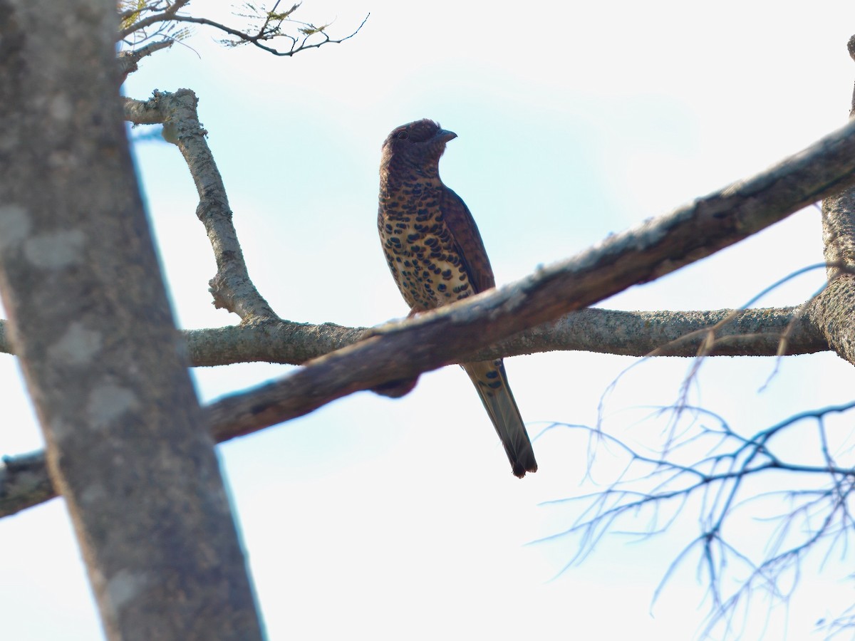 Cuckoo-roller - ML639703269