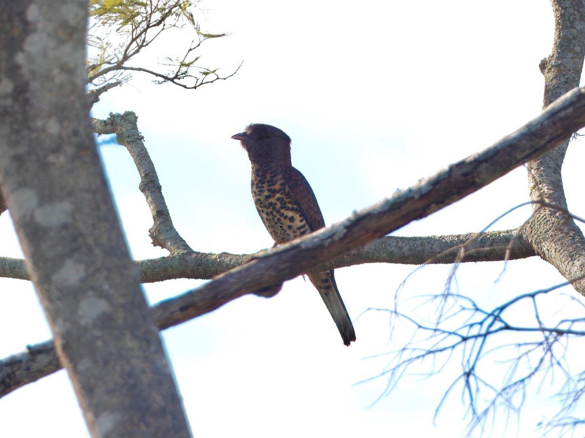 Cuckoo-roller - ML639703270