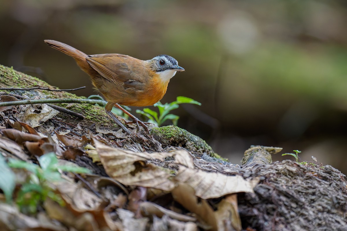 Malayan Black-capped Babbler - ML639703275