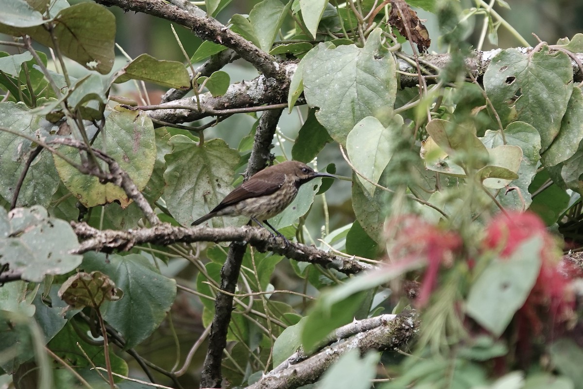 Green-throated Sunbird - ML639703286