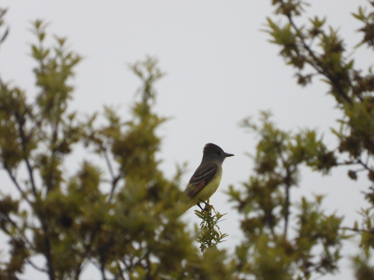 Great Crested Flycatcher - ML639703287