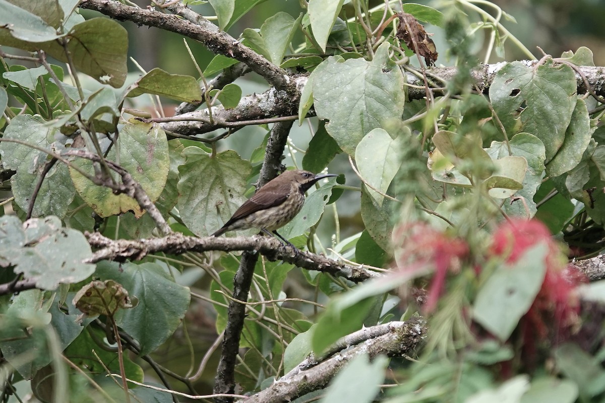 Green-throated Sunbird - ML639703288