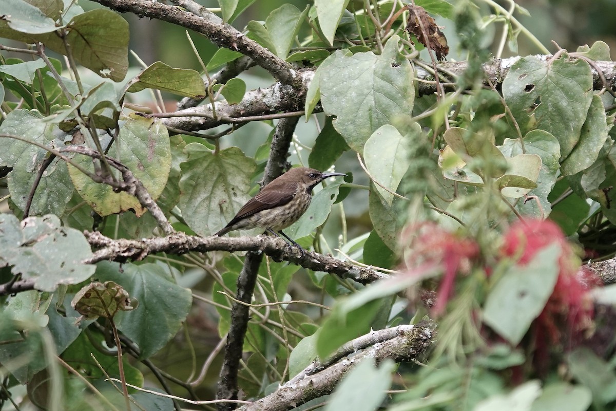 Green-throated Sunbird - ML639703289