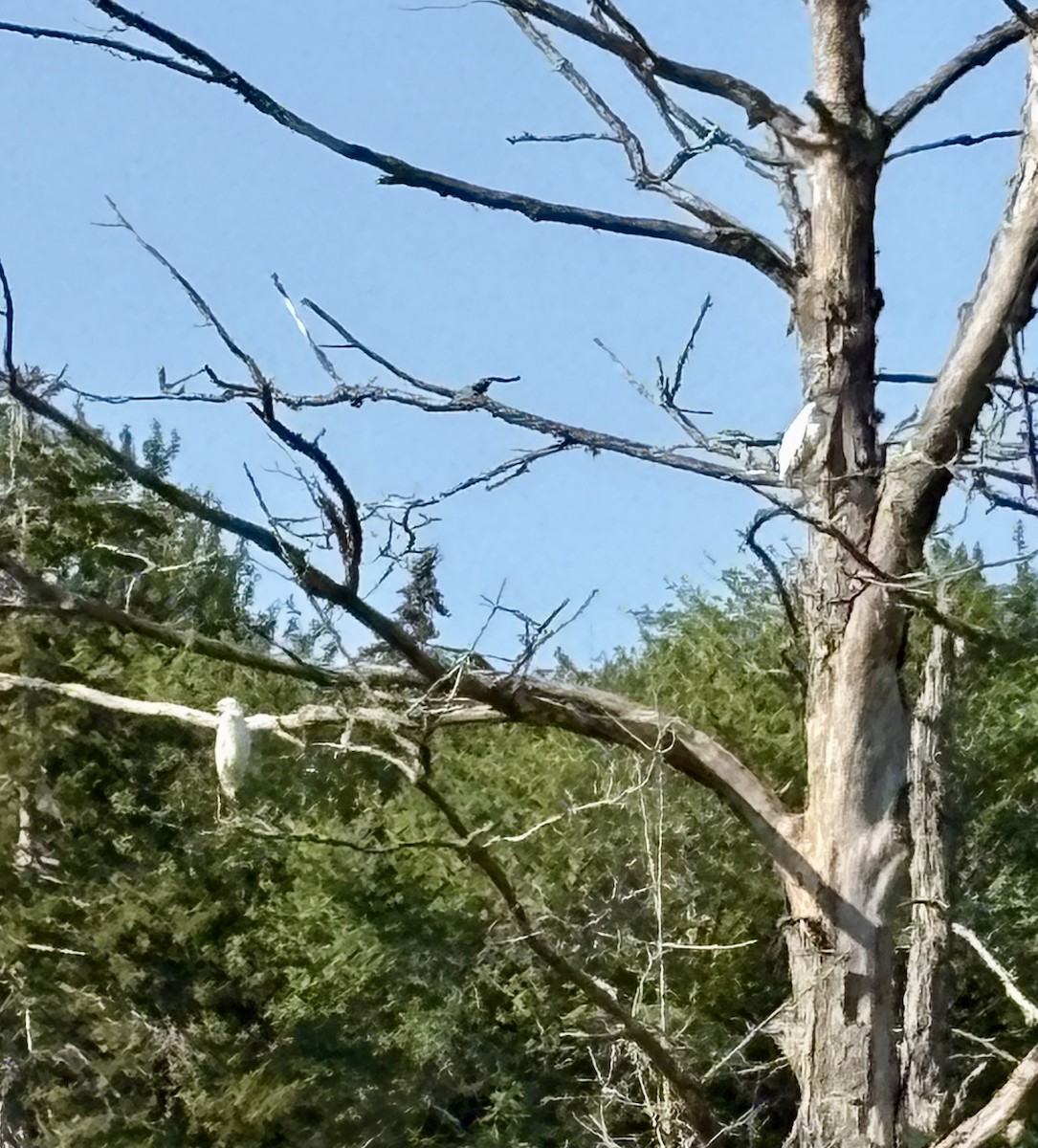 Snowy Egret - ML639703290