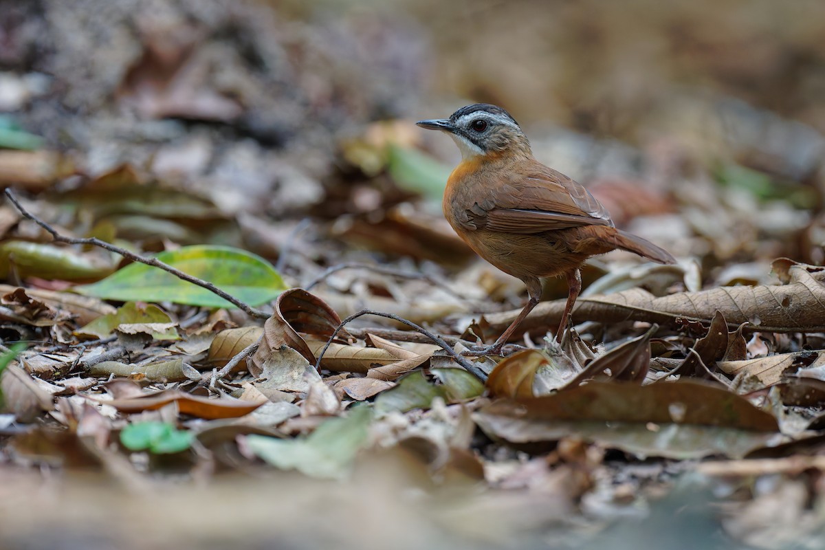 Malayan Black-capped Babbler - ML639703297