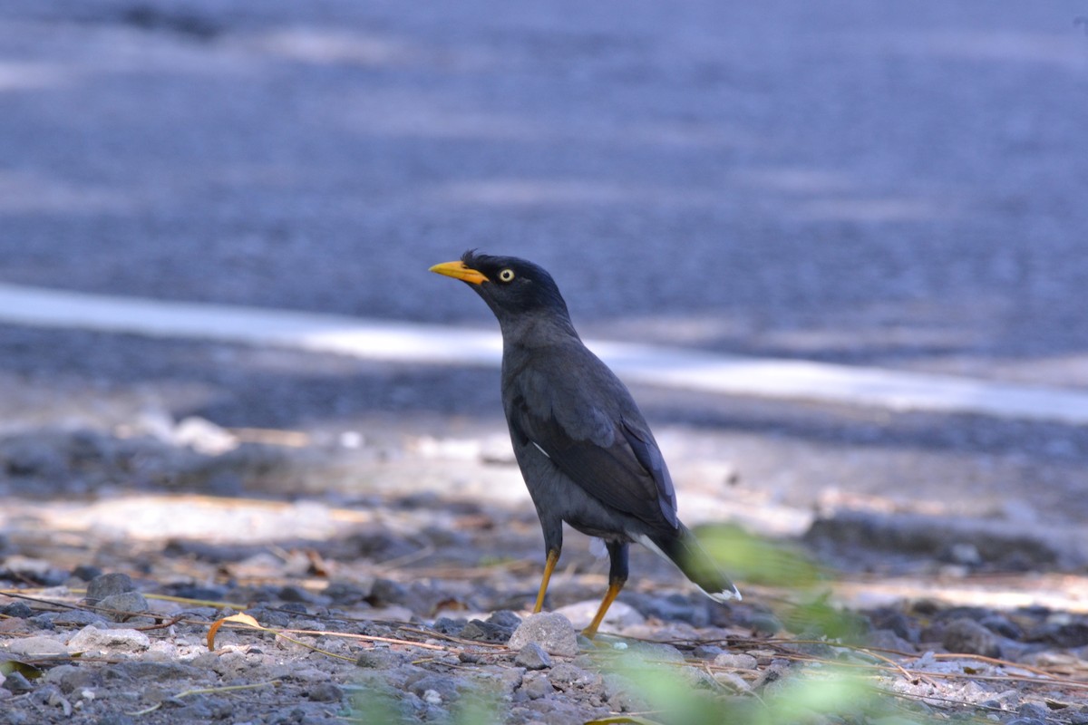 Javan Myna - ML639703303