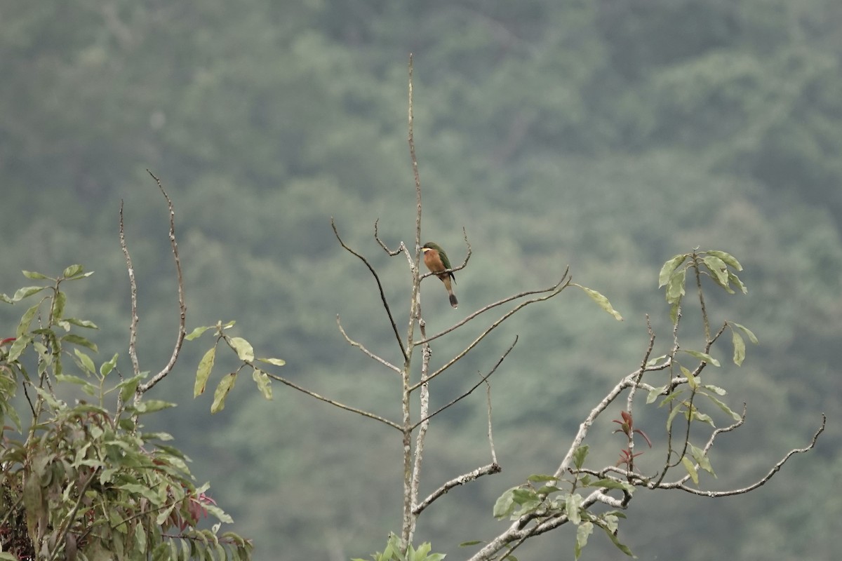 Cinnamon-chested Bee-eater - ML639703307