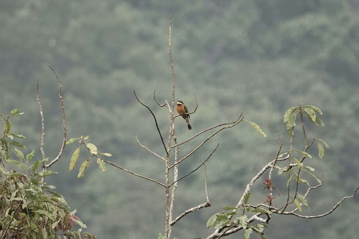 Cinnamon-chested Bee-eater - ML639703309