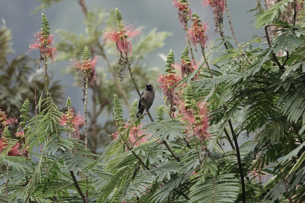 Blue-headed Sunbird - ML639703314