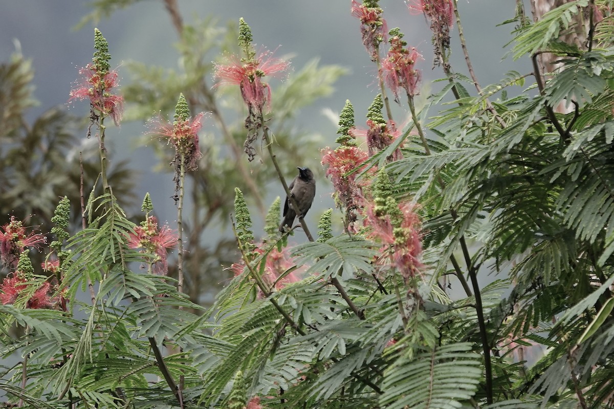 Blue-headed Sunbird - ML639703316