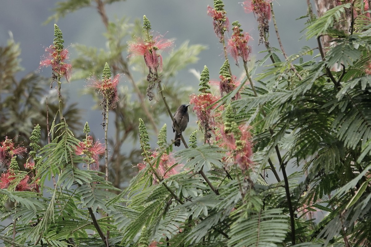 Blue-headed Sunbird - ML639703318