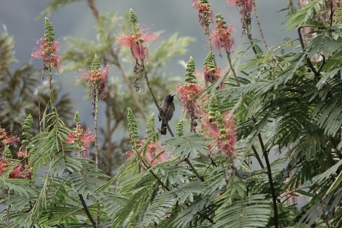 Blue-headed Sunbird - ML639703320