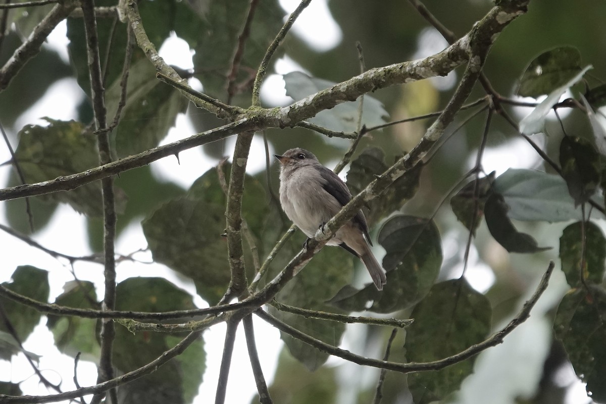 African Dusky Flycatcher - ML639703332