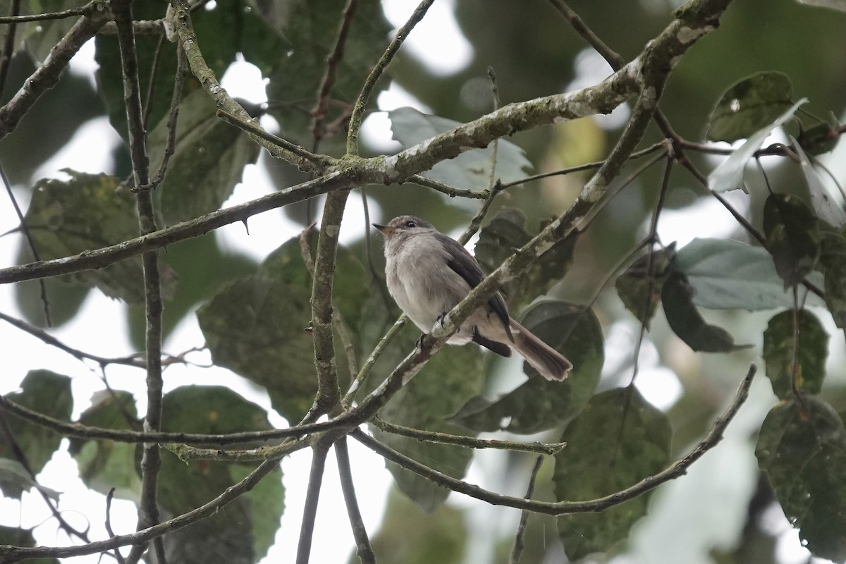 African Dusky Flycatcher - ML639703335