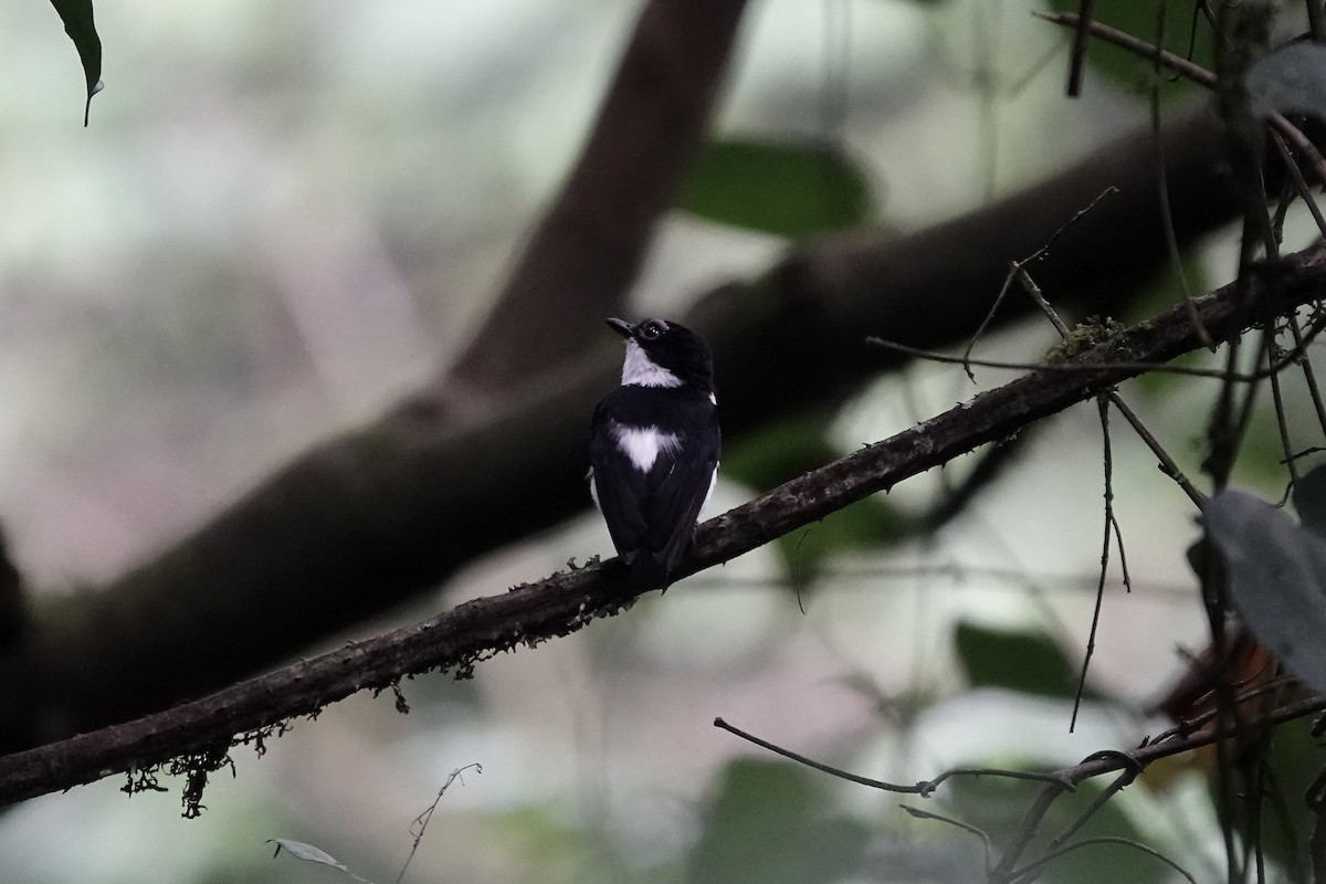 Chestnut Wattle-eye - ML639703355