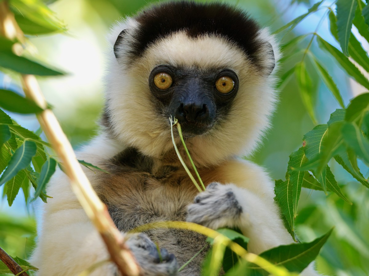 Sifaka di Verreaux - ML639703359