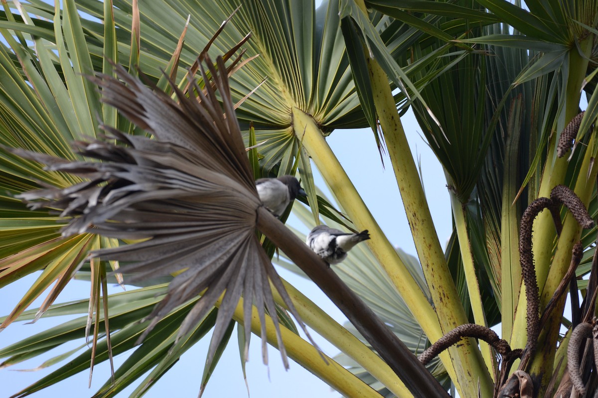 Javan Munia - ML639703361