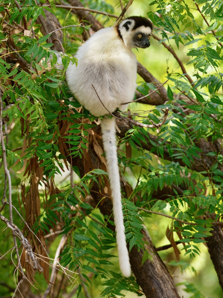 Sifaka di Verreaux - ML639703363
