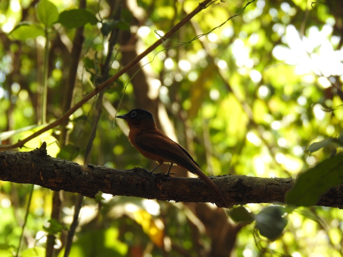 Malagasy Paradise-Flycatcher - ML639703364