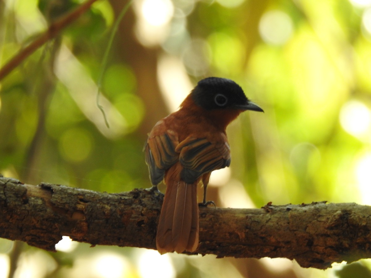 Malagasy Paradise-Flycatcher - ML639703365