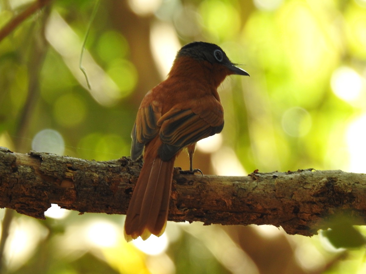 Malagasy Paradise-Flycatcher - ML639703366