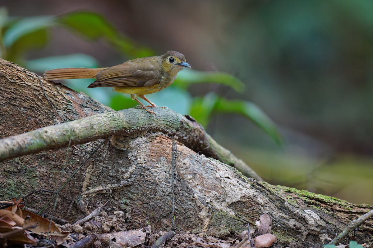 Hairy-backed Bulbul - ML639703382