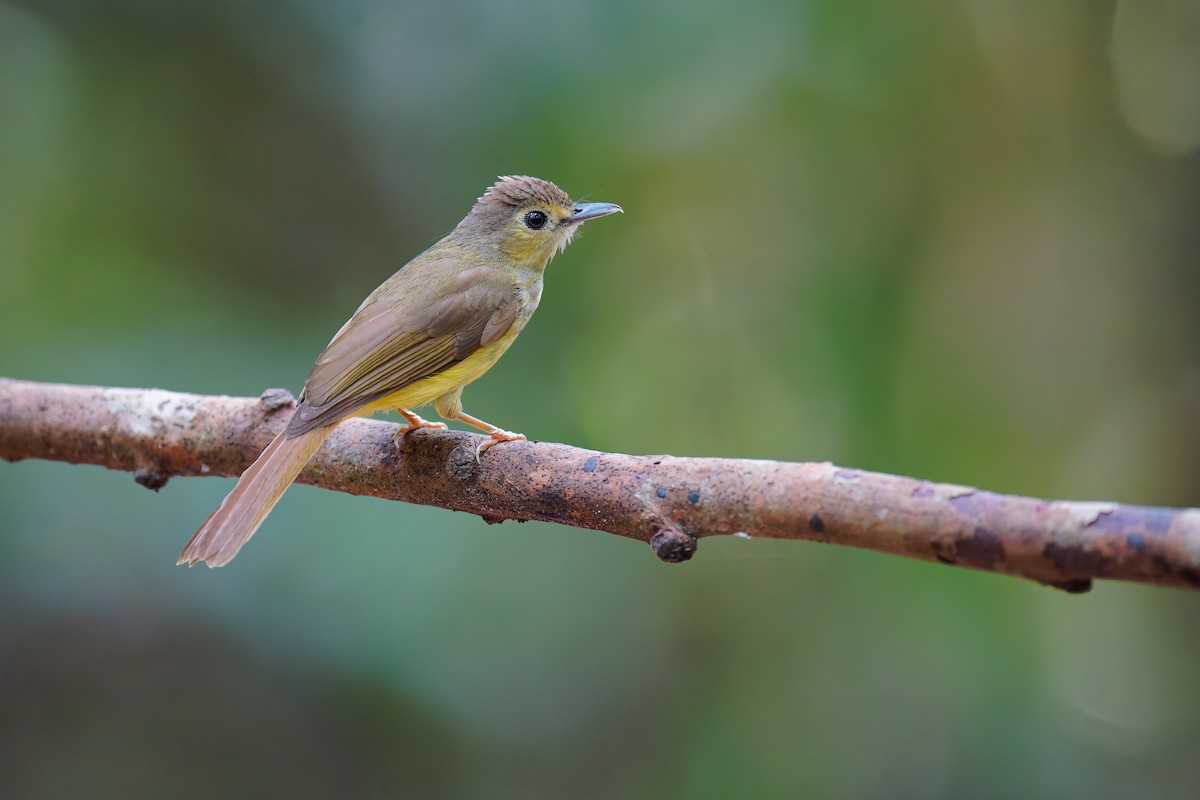 Hairy-backed Bulbul - ML639703383