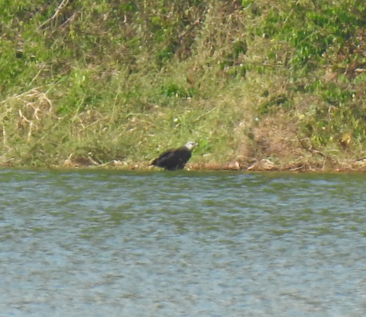 gasserflodørn - ML639703411