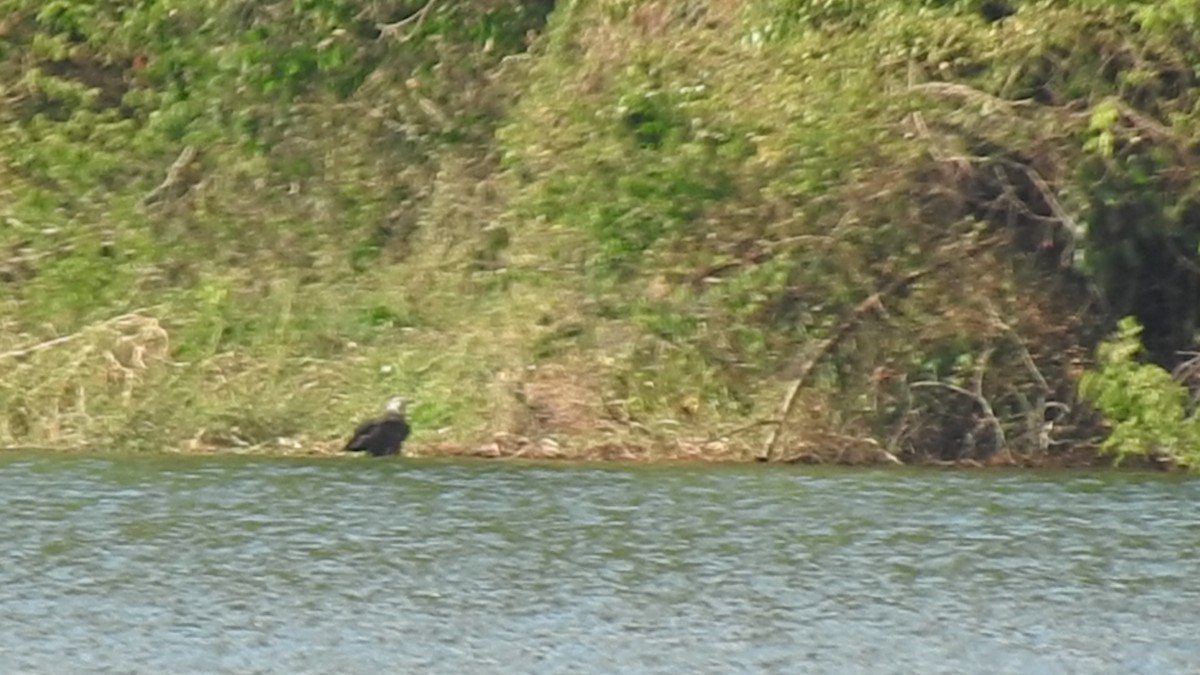 gasserflodørn - ML639703412