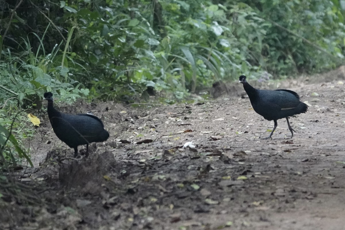 Kongo-Haubenperlhuhn - ML639703454