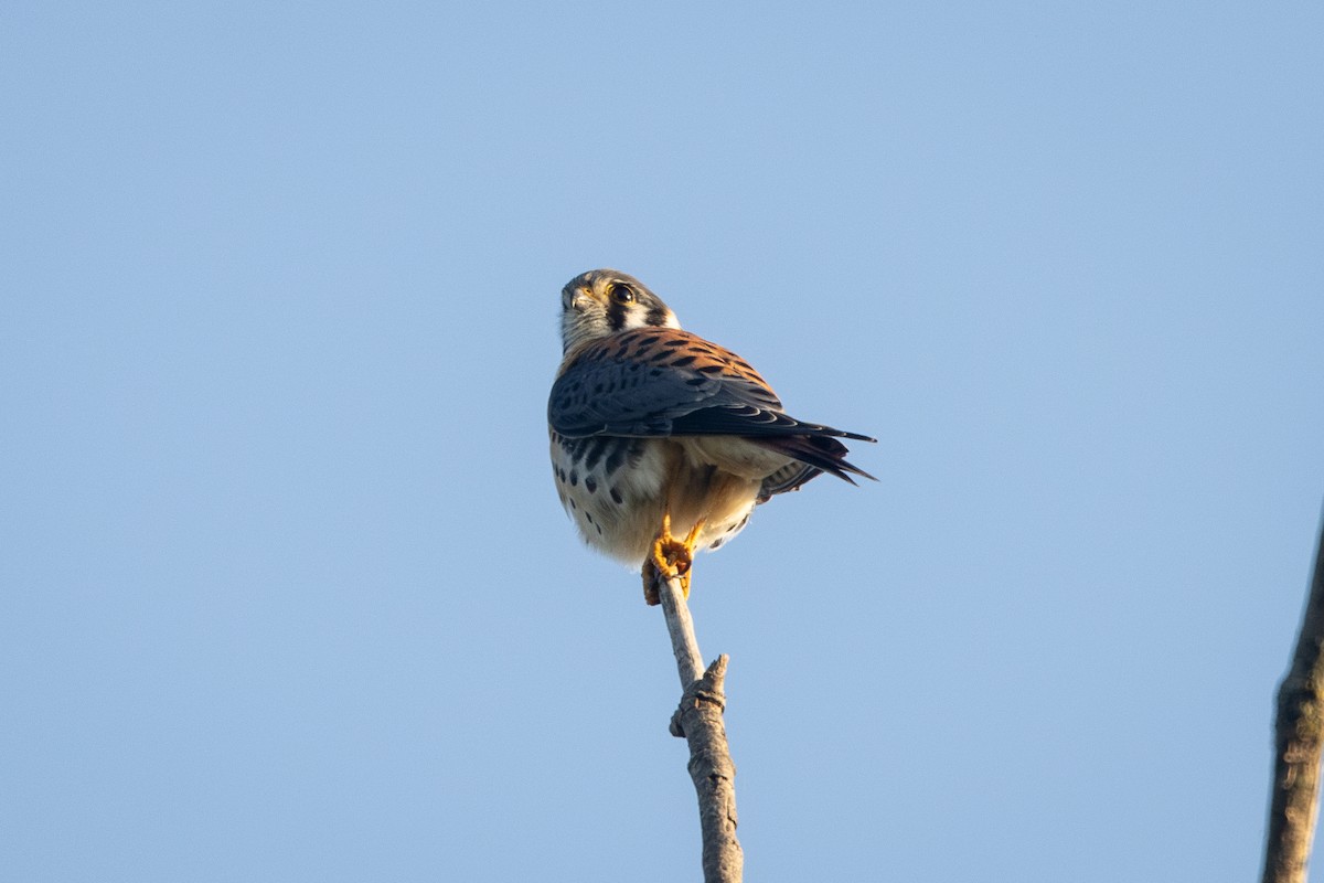 Buntfalke - ML639703465