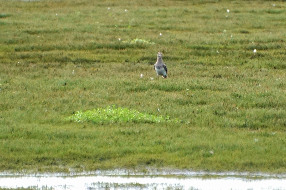 Graubrust-Strandläufer - ML639703471