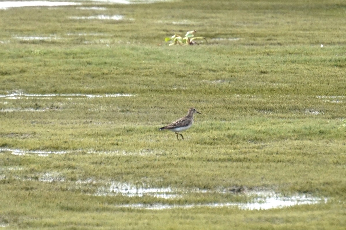 Graubrust-Strandläufer - ML639703472