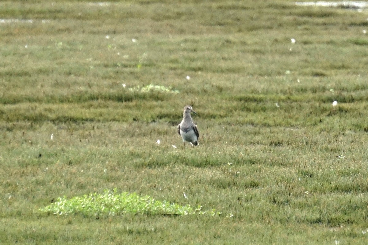 Graubrust-Strandläufer - ML639703473