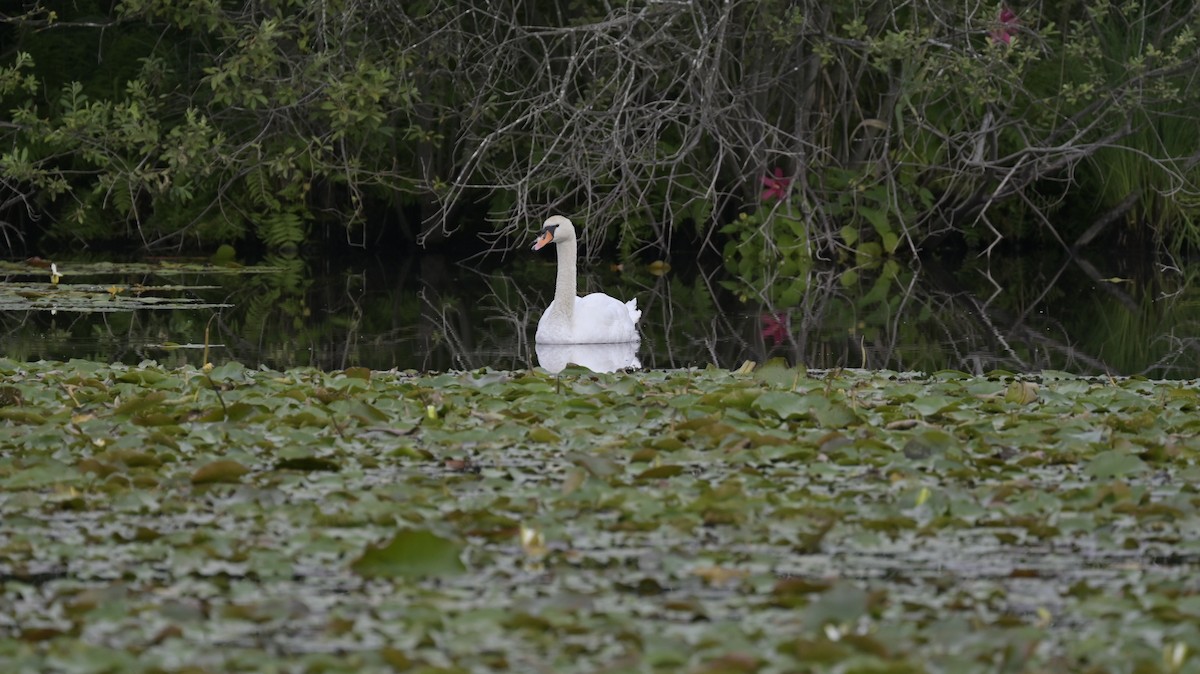 Höckerschwan - ML639703478