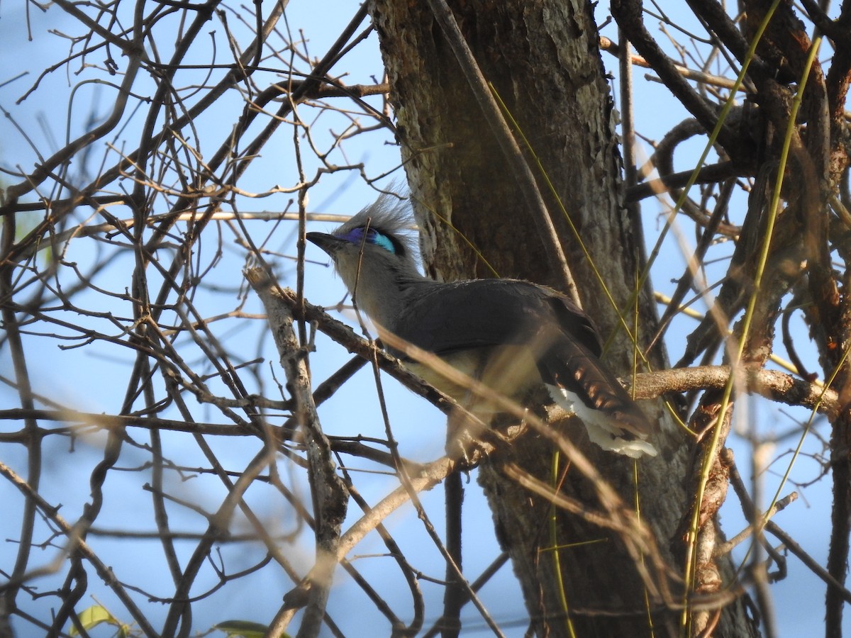 Crested Coua (Chestnut-vented) - ML639703507