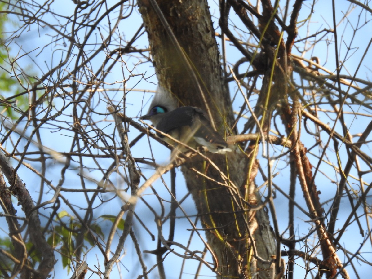 Crested Coua (Chestnut-vented) - ML639703509