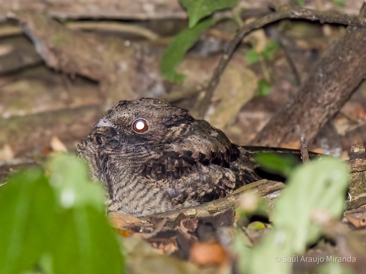 Common Pauraque - ML639703530