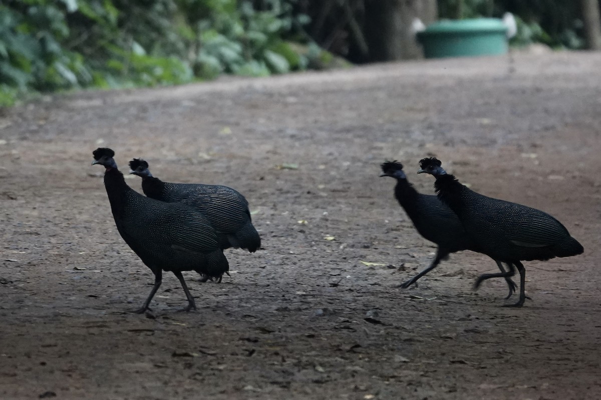 Western Crested Guineafowl - ML639703533