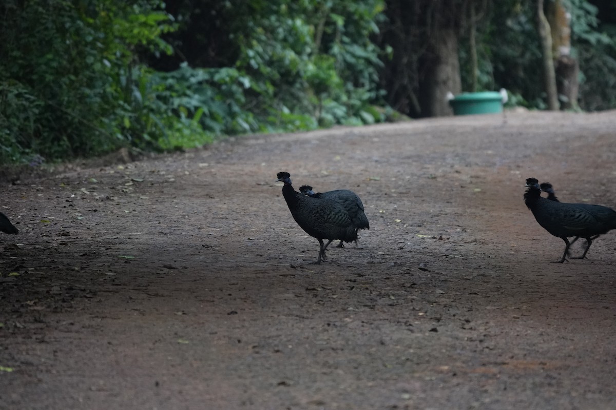 Western Crested Guineafowl - ML639703534