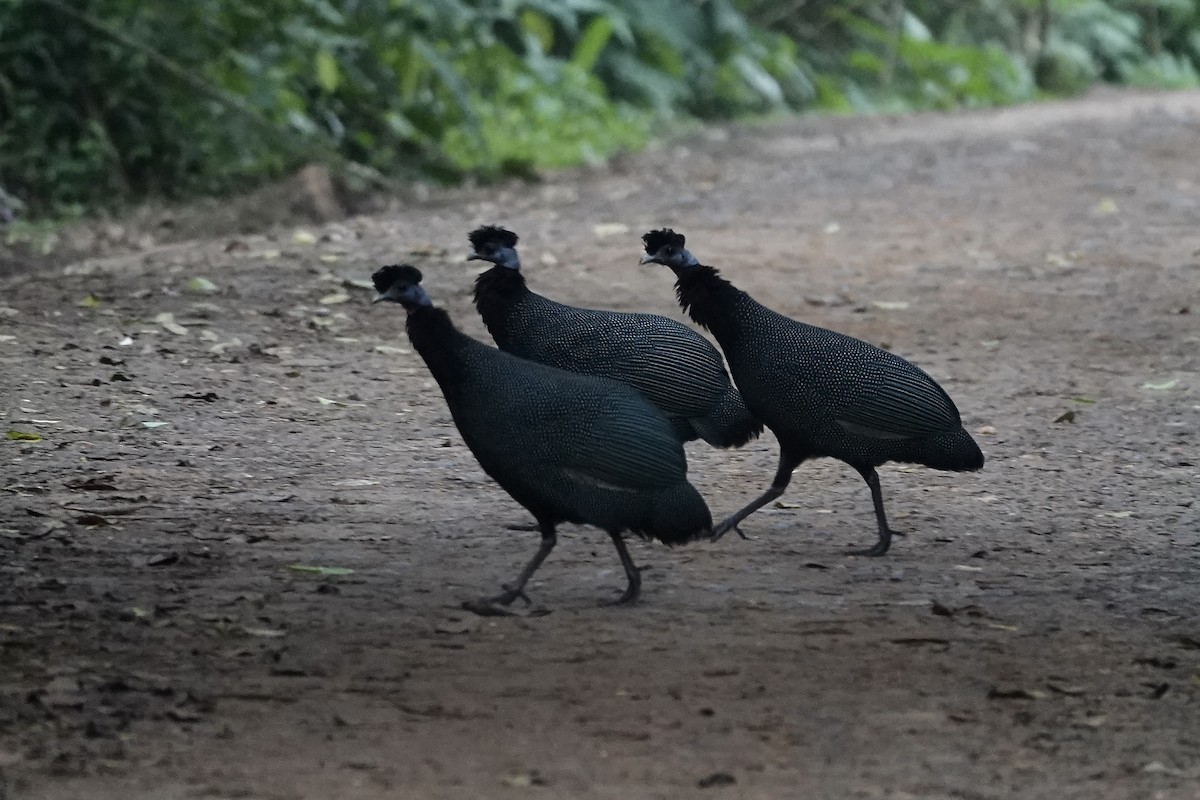 Western Crested Guineafowl - ML639703541