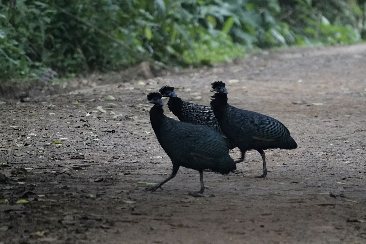 Western Crested Guineafowl - ML639703542