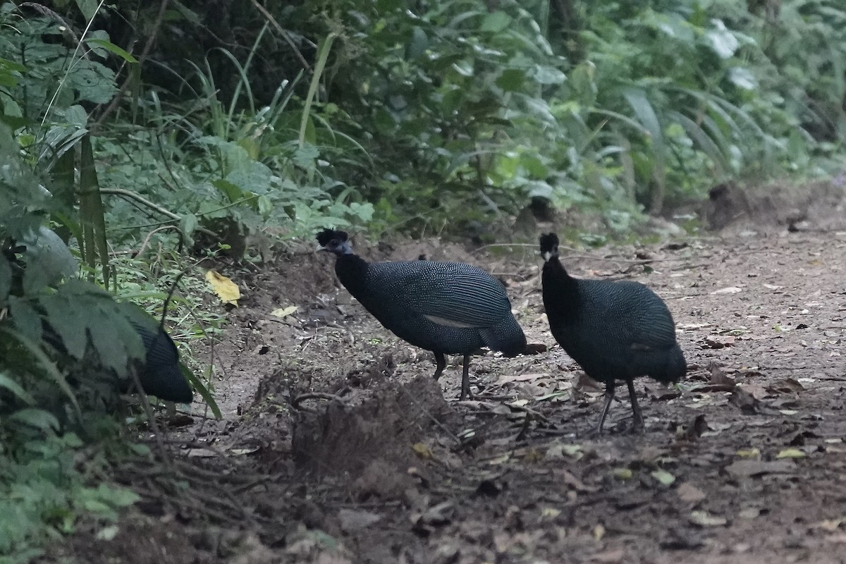 Western Crested Guineafowl - ML639703544