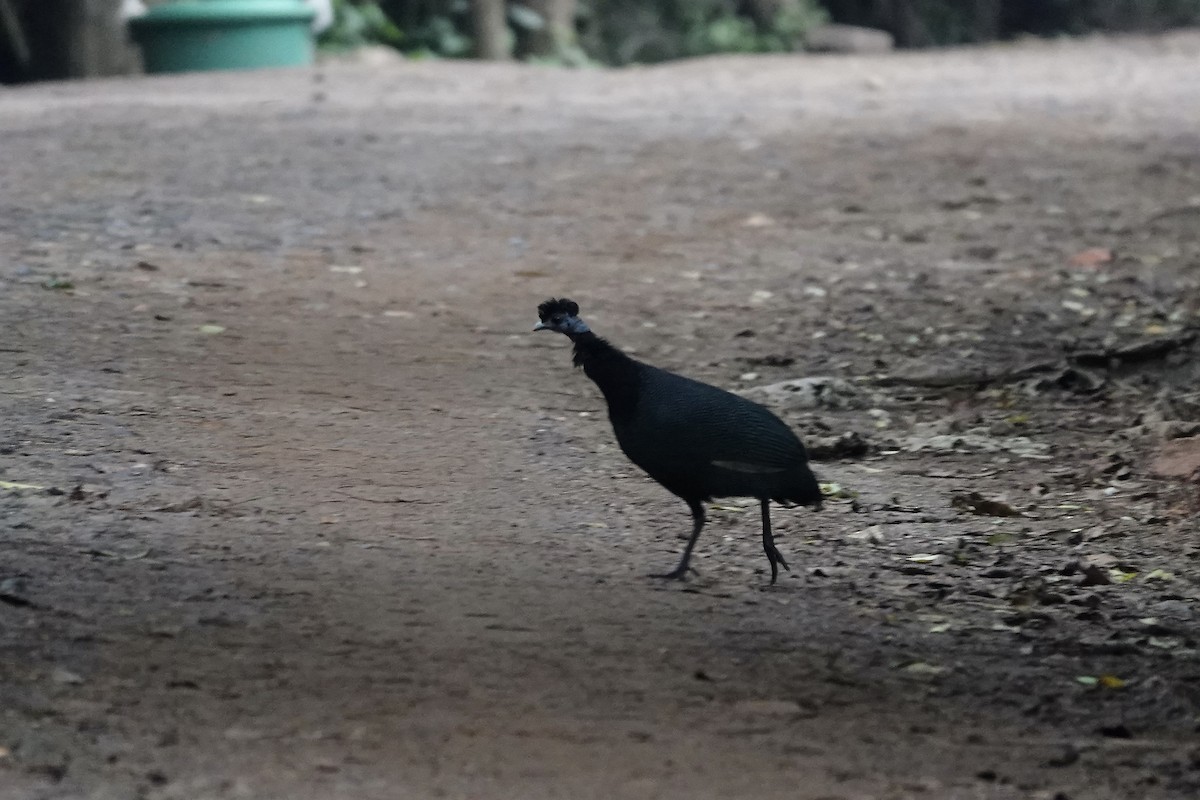 Western Crested Guineafowl - ML639703545